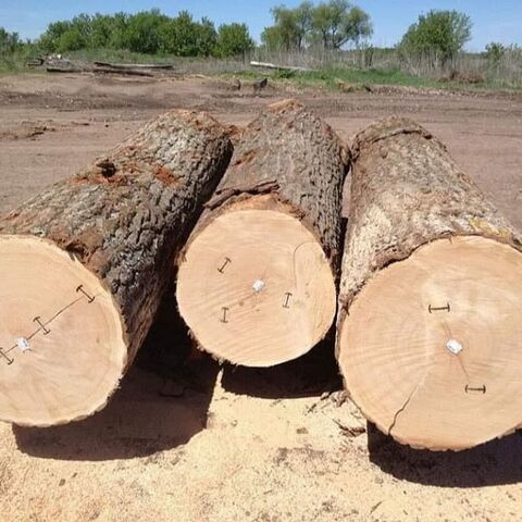 Wholesale Suppliers of Beech Logs