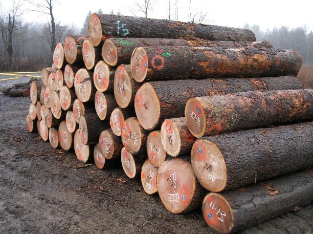 Wholesale Suppliers of Oak Logs